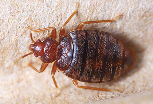 bed bugs exterminator east york