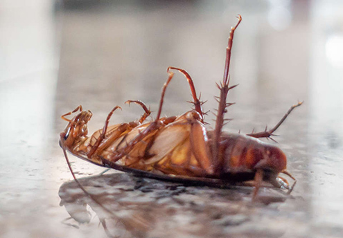 cockroach removal service east york