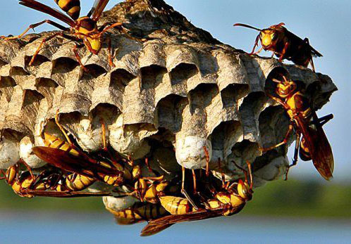 Wasp exterminator east york