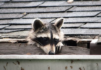 racoon control service east york